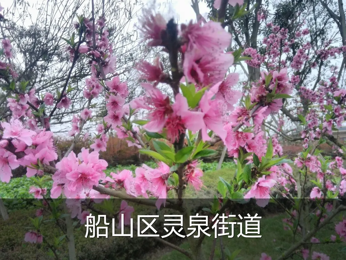 船山区灵泉街道