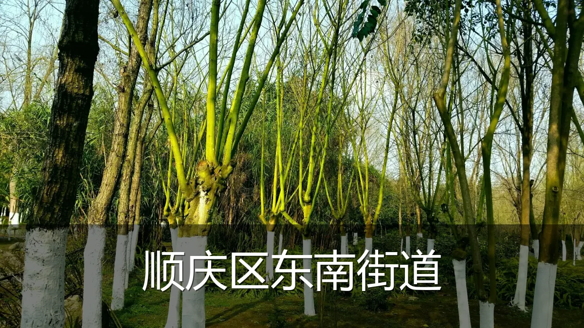 顺庆区东南街道