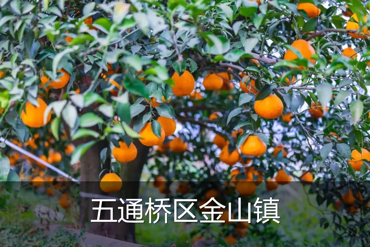 五通桥区金山镇