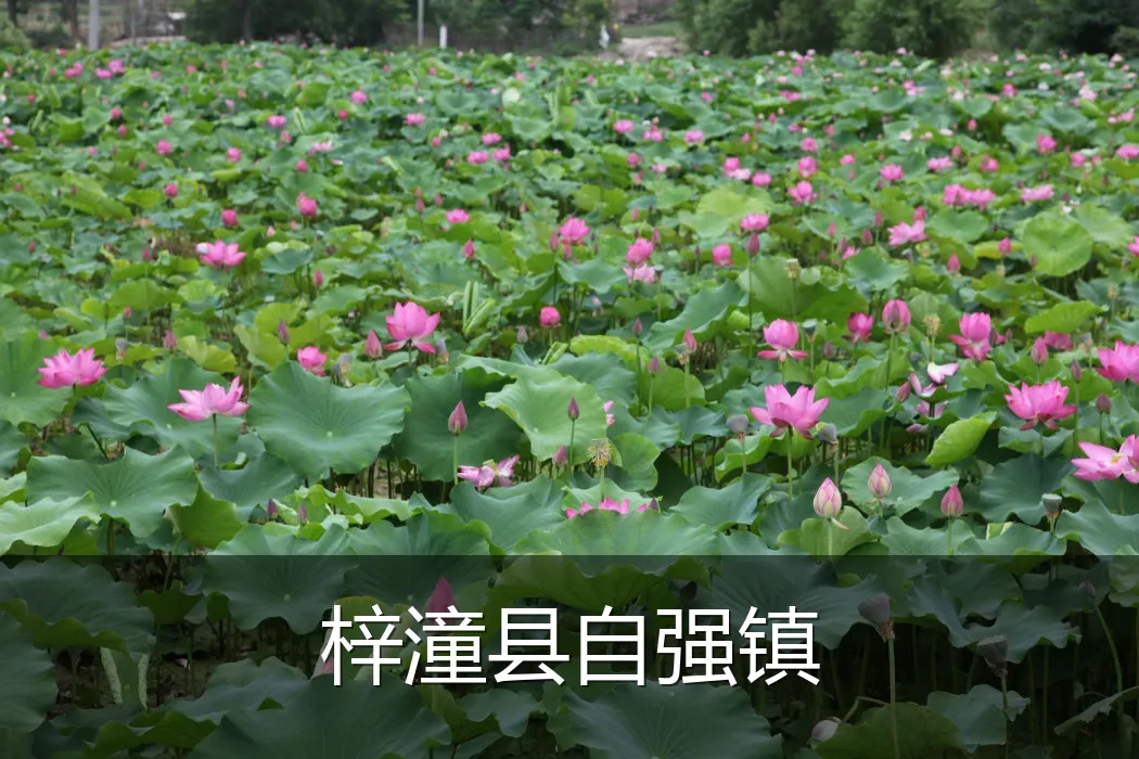 梓潼县自强镇